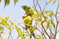 costa rica wildlife, pacific-024